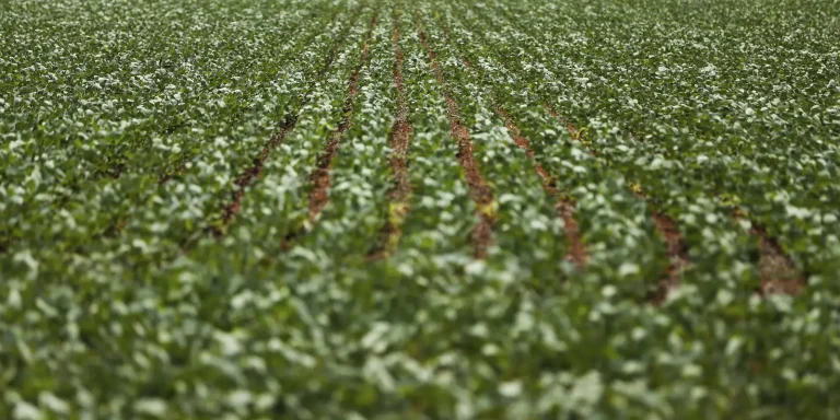 Entenda impasse entre bancada do agro e governo sobre dívidas rurais