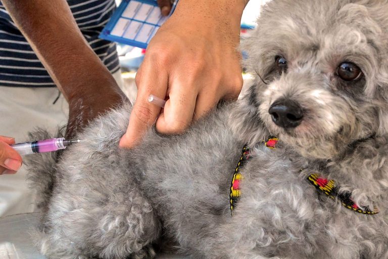 Cães e gatos recebem - Cães e gatos recebem - Cães e gatos recebem vacina contra raiva neste sábado na Capital