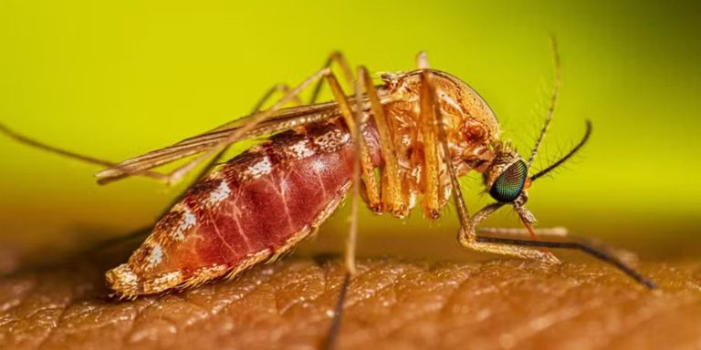 Febre do Nilo Ocidental - Ações de prevenção e cuidados contra a Febre do Nilo Ocidental no Brasil.
