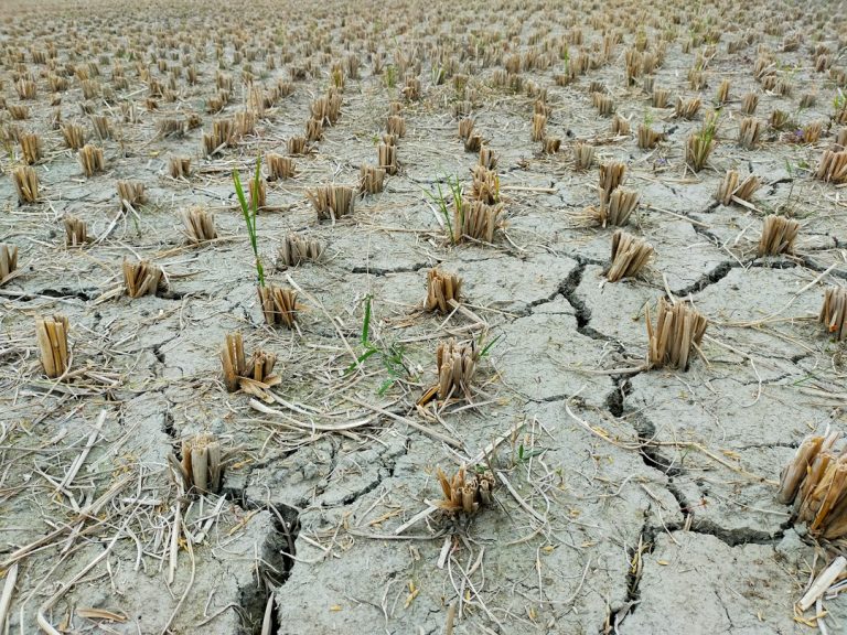 Plantação seca sob forte calor, imagem ilustrativa sobre estiagem e altas temperaturas