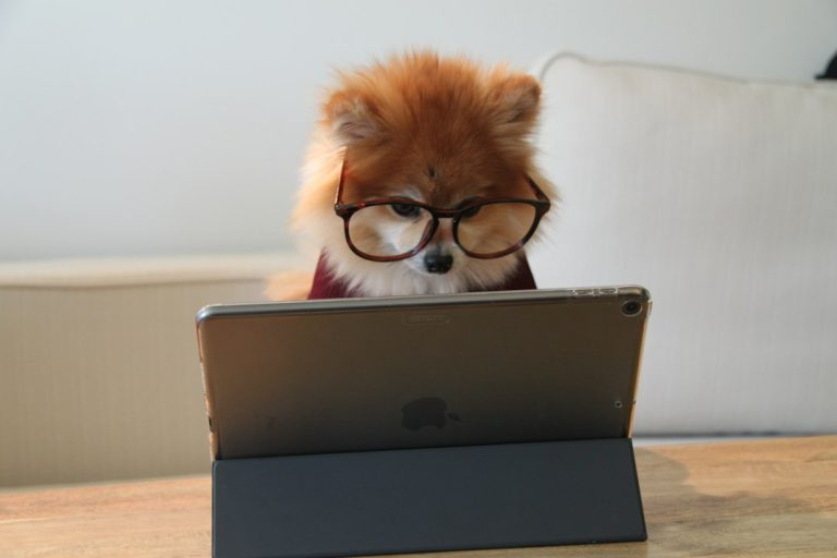 Cão diante de um tablet, representando o uso de tecnologia e inteligência artificial na medicina veterinária