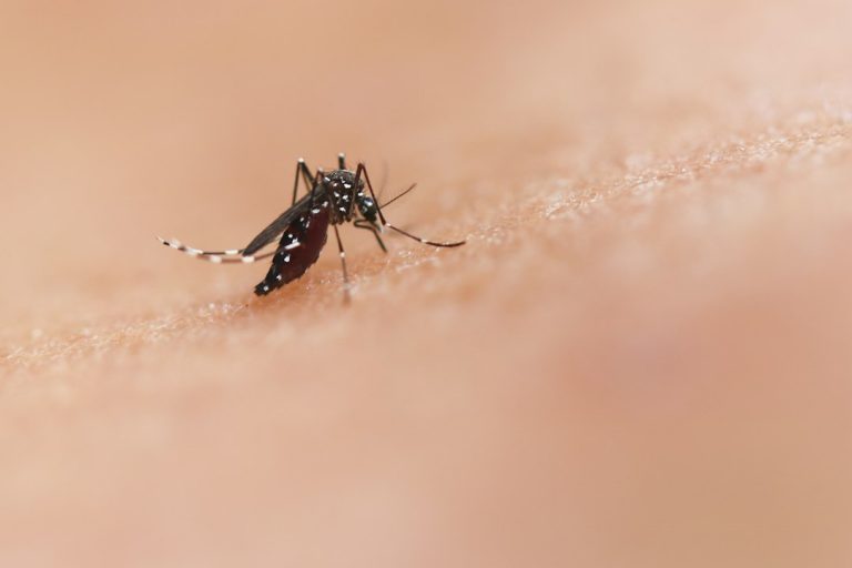 Aedes aegypti: 49% dos municípios avaliados estão em alerta ou risco Mosquito Aedes aegypti, transmissor de arboviroses