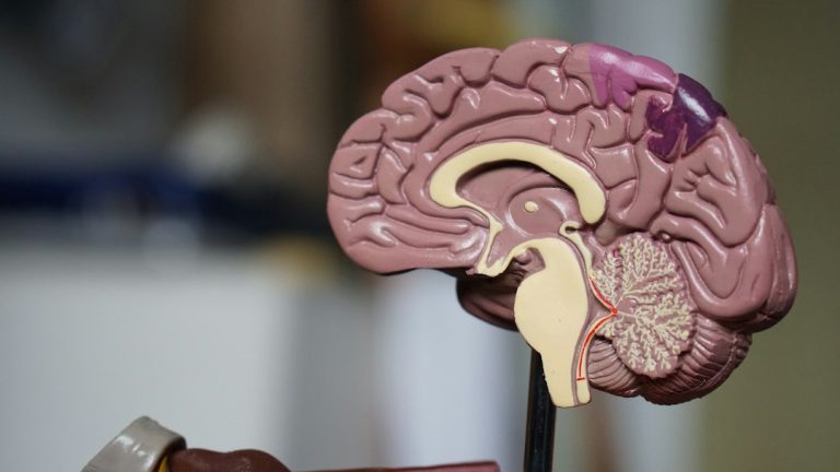Modelo anatômico de cérebro ilustra congresso de neurociências da UFCG