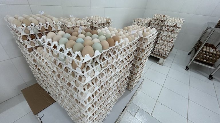 Produção de ovos avança na Paraíba e produtores ampliam acesso a novos mercados Bandejas com ovos de galinha, imagem ilustrativa sobre produção e comercialização de ovos